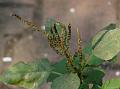 Green Amaranth